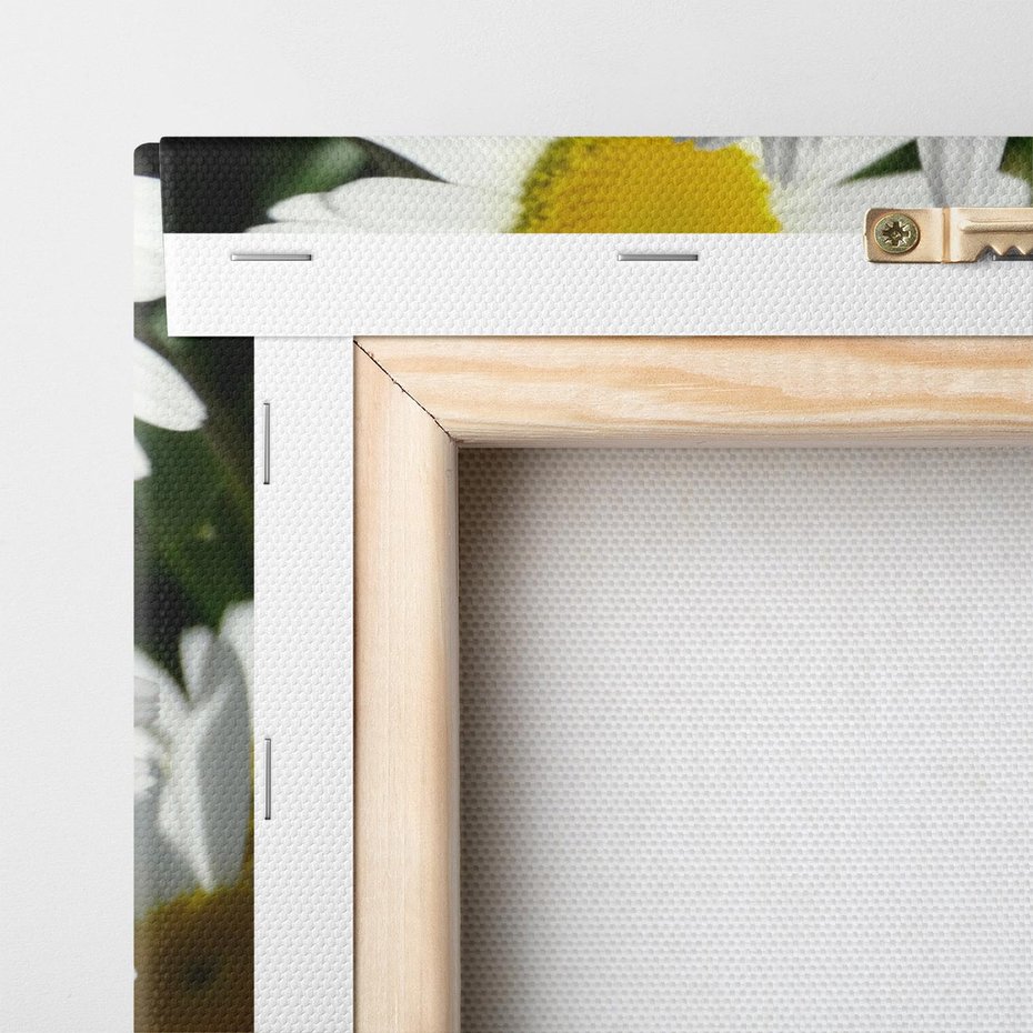 Obraz na płótnie 60x60 - Stokrotki w pełnym rozkwicie - stokrotki, kwiaty