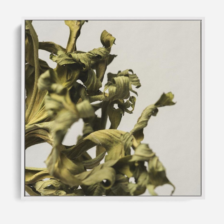 Obraz w ramie 80x80 - Odejście pory deszczowej - suche, trawy - rama biała