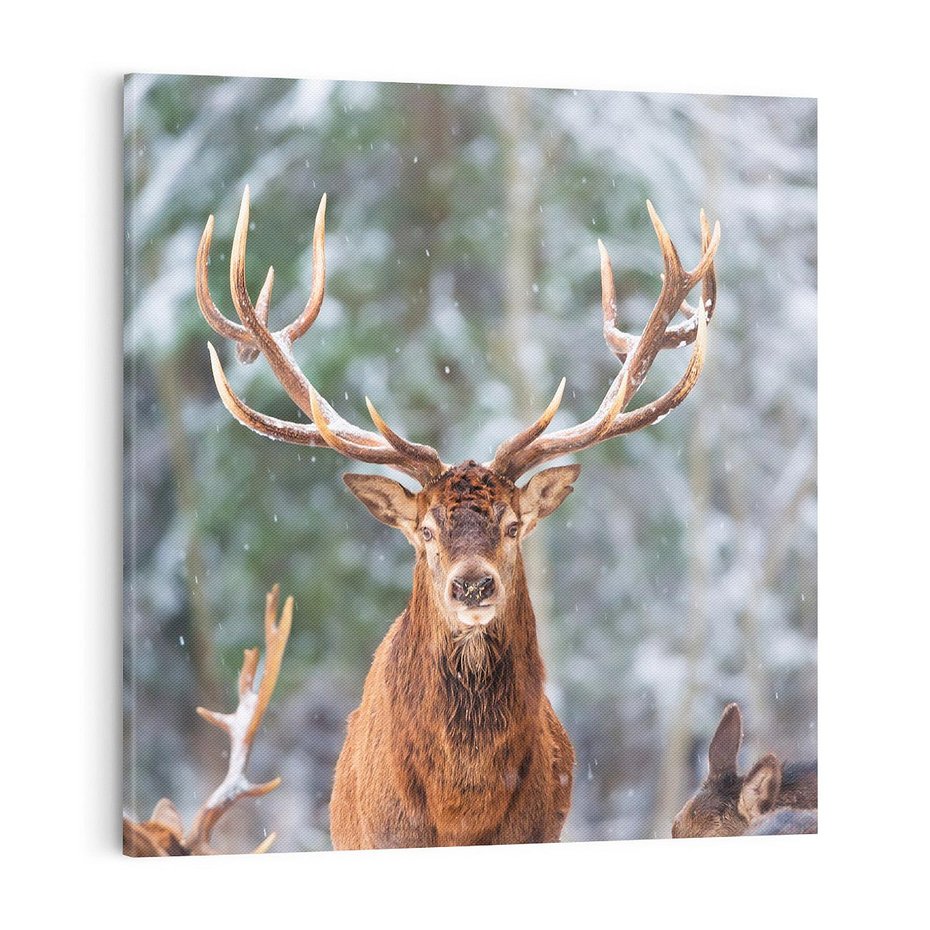 Obraz na płótnie 70x70 - Monarcha Zimowej Dziczy - jeleń, zima