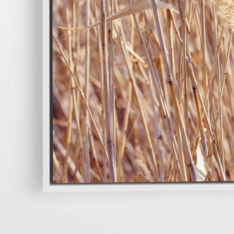 Obraz w ramie 50x50 - Mistrzowskie suche trawy - suche, trawy - rama biała