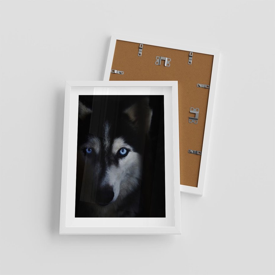 Plakat w ramie 30x40 - Wilk i husky: siła przyjaźni - wilk, husky - rama biała