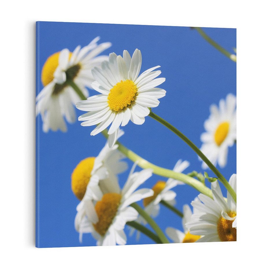 Obraz na płótnie 70x70 - Stokrotkowe pola - stokrotki, kwiaty