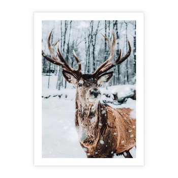 Plakat bez ramy 40x50 - Jeleń na Zdjęciu pod Śniegiem - jeleń, zima