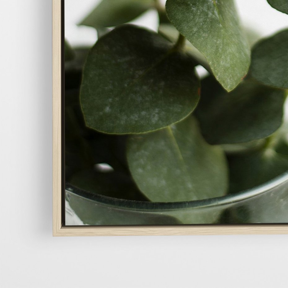 Obraz w ramie 50x70 - Zielone eukaliptusy - eukaliptus, liście - rama drewno