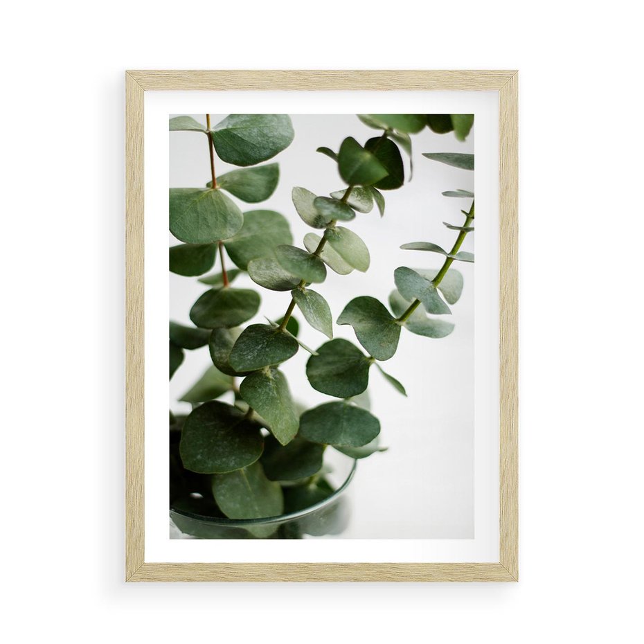 Plakat w ramie 50x70 - Zielone eukaliptusy - eukaliptus, liście - rama drewno