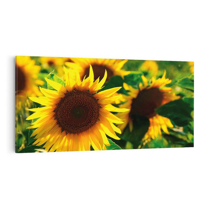 Obraz na płótnie 100x50 - Słonecznikowa Energia - słonecznik, kwiat