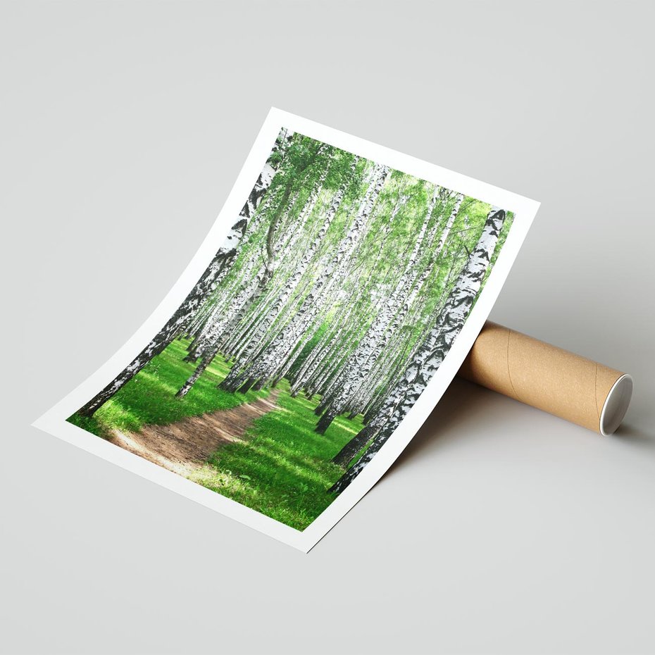 Plakat bez ramy 30x40 - Bajkowy las pełen brzóz - las, brzozy