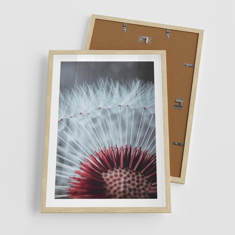 Plakat w ramie 50x70 - Dmuchawiec w Detalu - dmuchawiec, zdjęcie makro - rama drewno