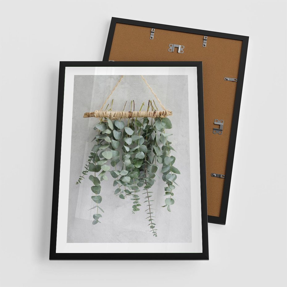 Plakat w ramie 50x70 - Uwodzicielska zieleń eukaliptusa - eukaliptus, zielone - rama czarna