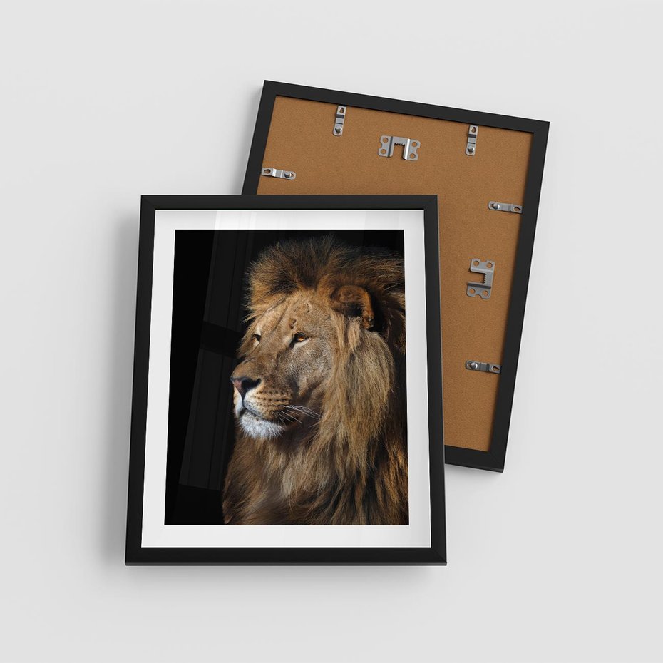 Plakat w ramie 40x50 - Władca Dzikiej Przyrody - lew, król - rama czarna