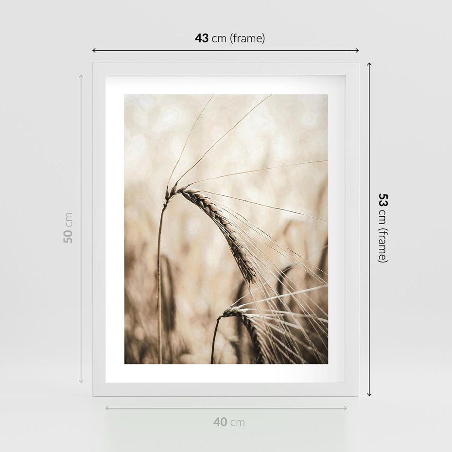 Plakat w ramie 40x50 - Źdźbło Pszenicy: Blisko Natury - źdźbło pszenicy, pszenica - rama biała