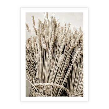 Plakat bez ramy 21x30 - Letni Plon - zboże, kłosy zboża