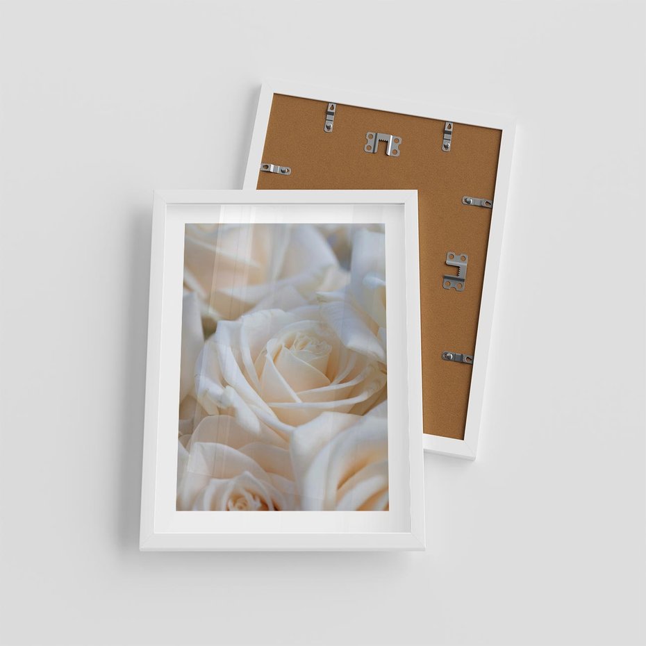 Plakat w ramie 30x40 - Białe róże piękności - białe, róże - rama biała