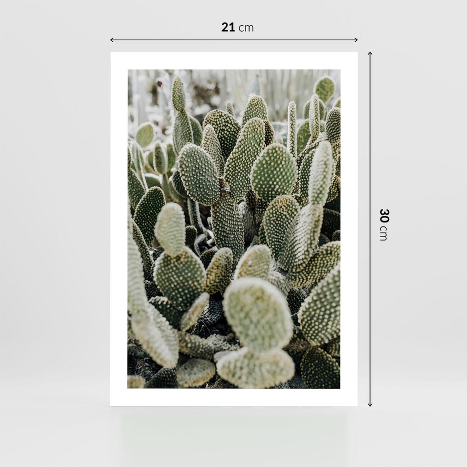 Plakat bez ramy 21x30 - Kaktusowa Harmonia - kaktusy, fotografia