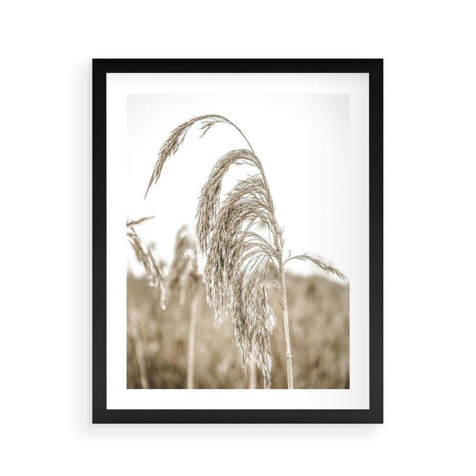 Plakat w ramie 40x50 - Ujęcie Suchych Traw - suche trawy, zbliżenie - rama czarna