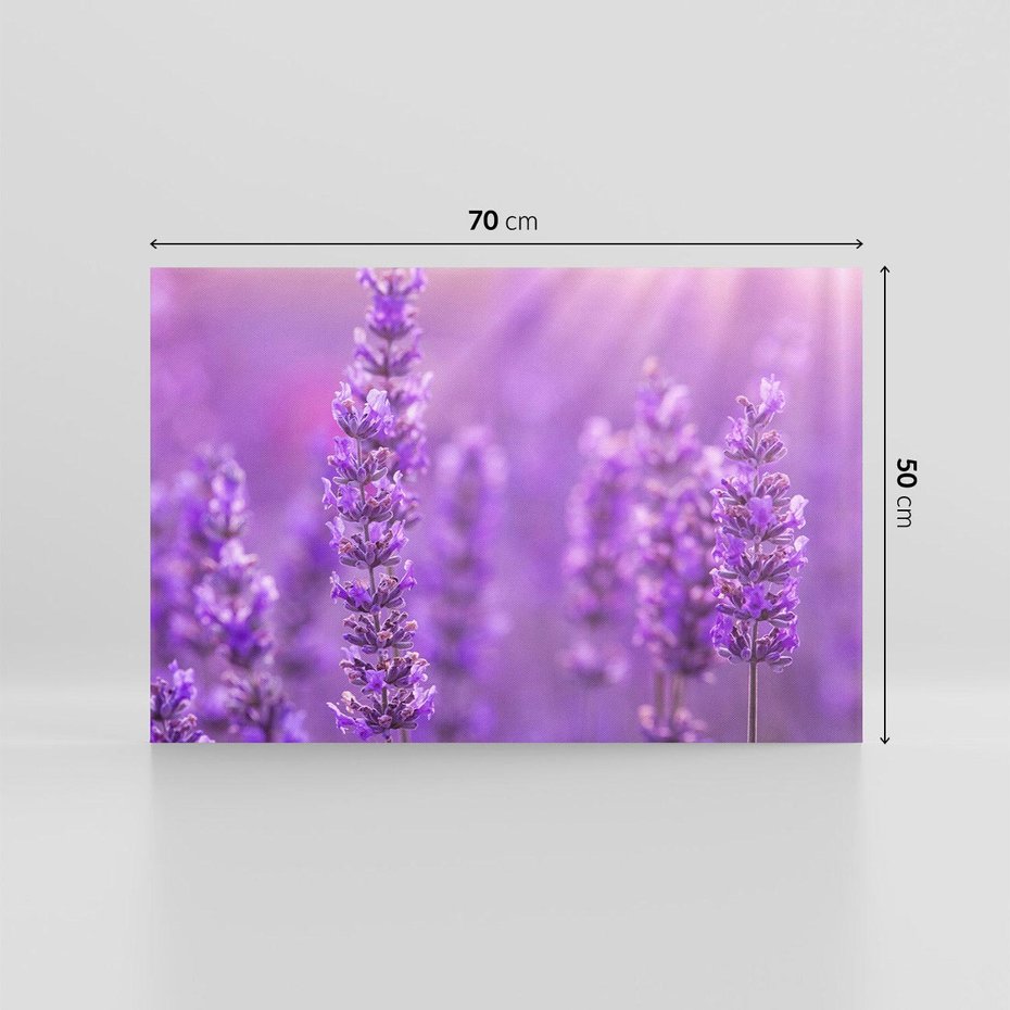 Obraz na płótnie 70x50 - Fioletowa harmonia lawendy - lawenda, fiolet