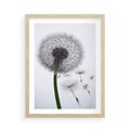 Plakat w ramie 50x70 - Lekkość Przemijania - dmuchawiec, makro - rama drewno