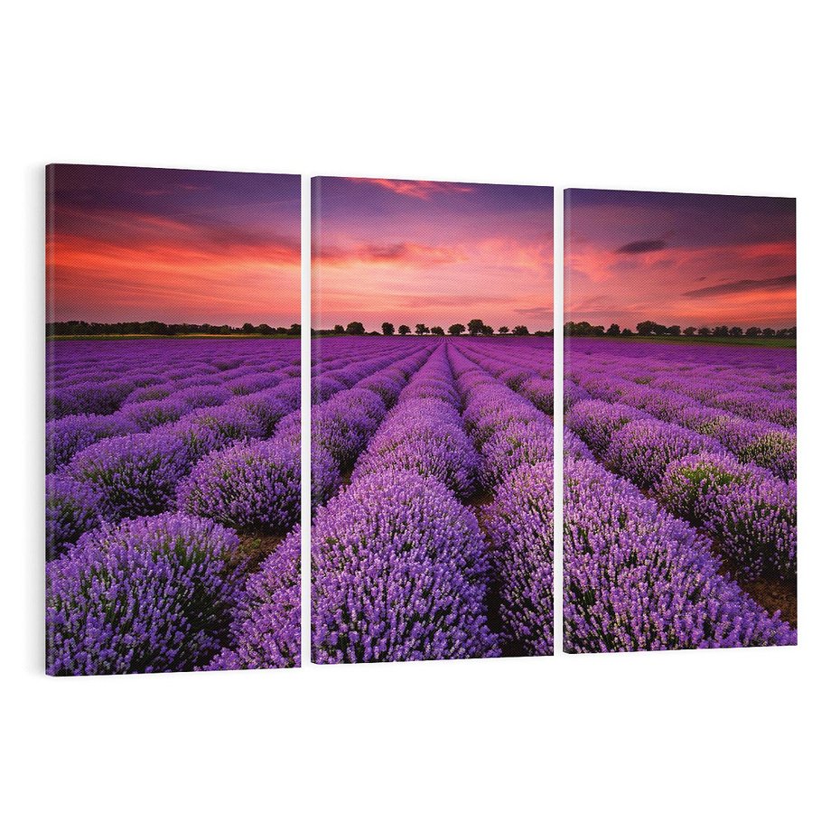 Obraz na płótnie 120x80 - Lawenda: polne zauroczenie - lawenda, kwiaty