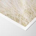 Plakat bez ramy 30x40 - Białe Trawy Pampas - suche trawy, białe trawy