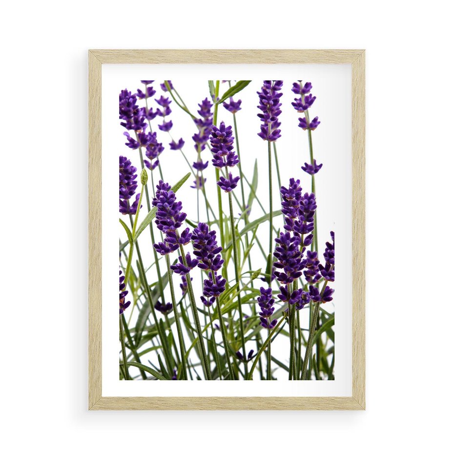 Plakat w ramie 50x70 - Fioletowa harmonia lawendy - lawenda, fiolet - rama drewno