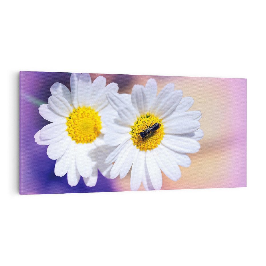 Obraz na płótnie 100x50 - Stokrotki wśród traw urok natury - stokrotki, kwiat