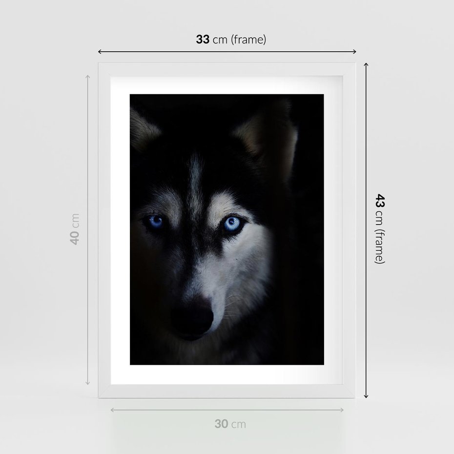 Plakat w ramie 30x40 - Wilk i husky: siła przyjaźni - wilk, husky - rama biała