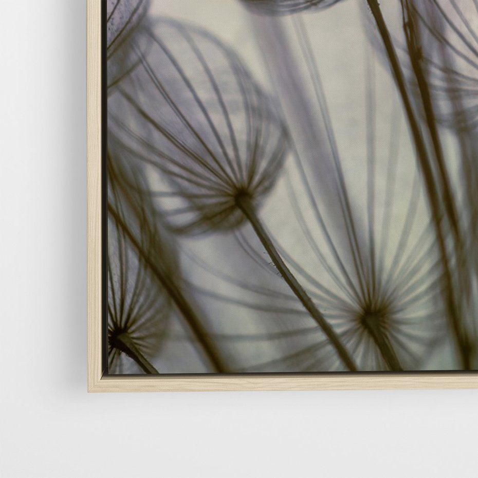 Obraz w ramie 50x70 - Makro dmuchawiec - piękno drobnych detali - dmuchawce, makro - rama drewno