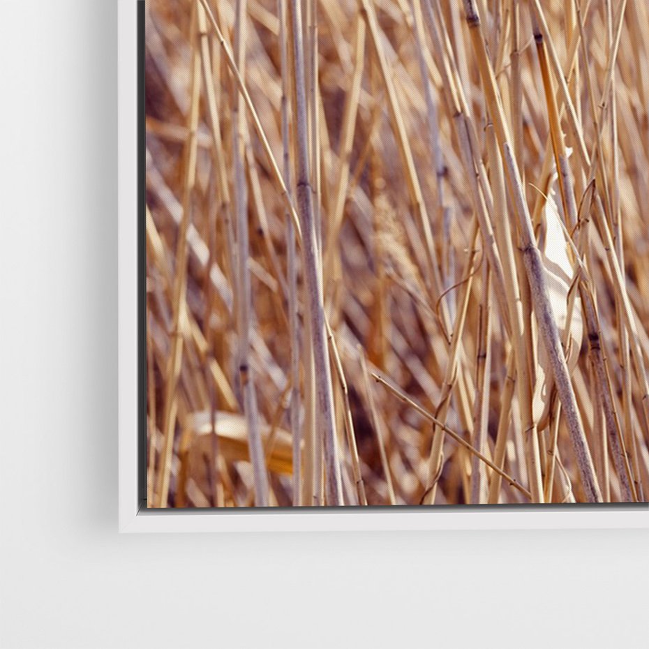 Obraz w ramie 50x70 - Mistrzowskie suche trawy - suche, trawy - rama biała