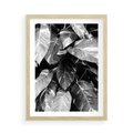 Plakat w ramie 50x70 - Liście w Czarno-Białej Fotografii - liście, roślina - rama drewno
