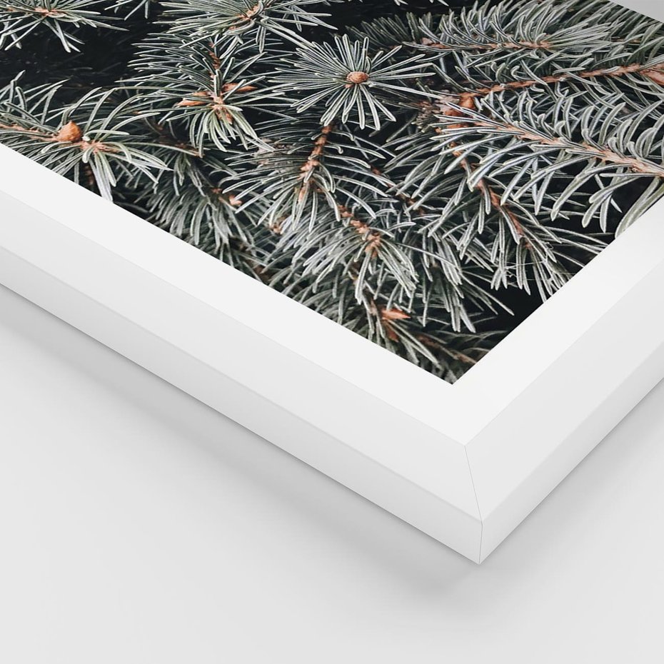 Plakat w ramie 30x40 - Zima na Gałęziach - sosnowe gałęzie, igły - rama biała