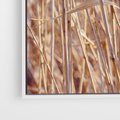 Obraz w ramie 70x50 - Mistrzowskie suche trawy - suche, trawy - rama biała