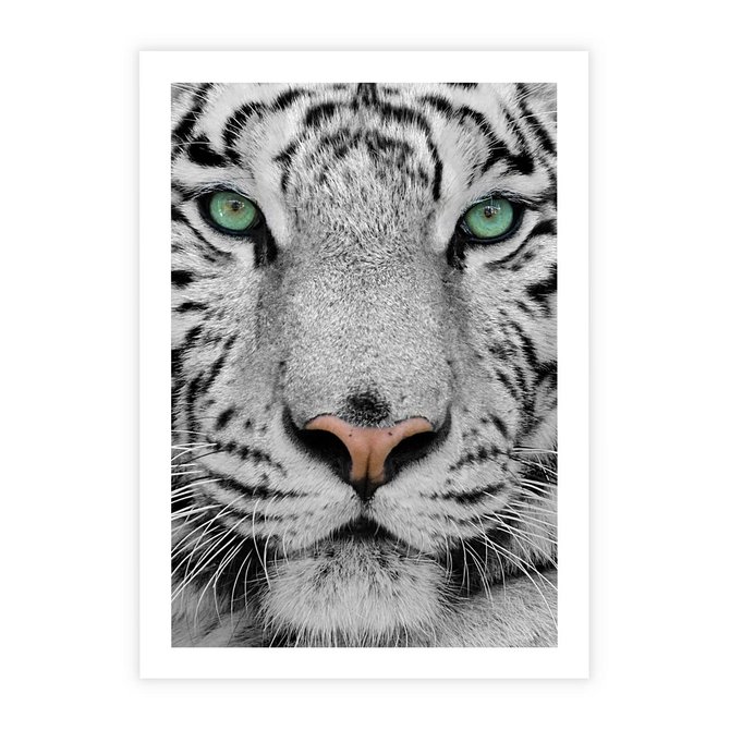 Plakat bez ramy 21x30 - Magia Białego Tygrysa - biały, tygrys