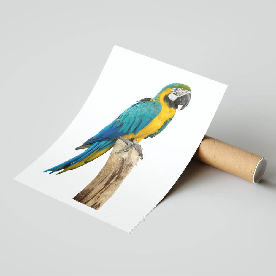 Plakat bez ramy 21x30 - Kolorowa papuga w locie - papuga, ptak