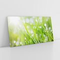 Obraz na płótnie 100x50 - Delikatna trawa pokryta rosą - trawa, rosa
