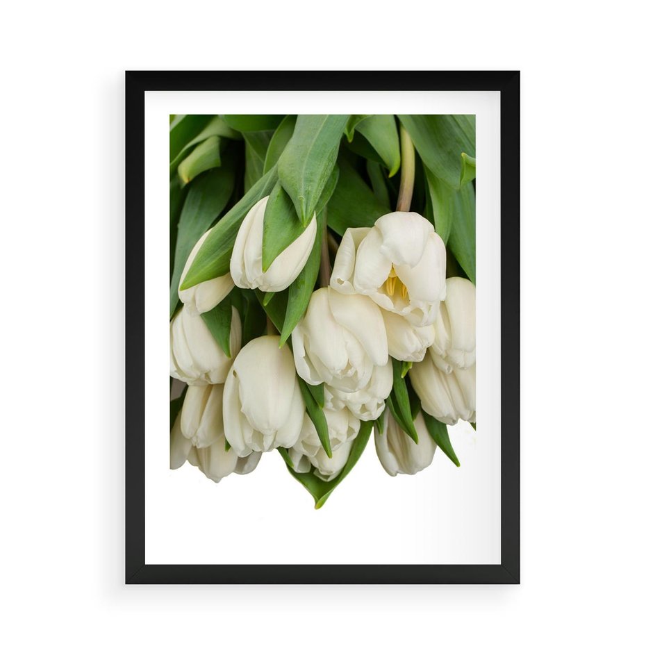Plakat w ramie 50x70 - Białe tulipany w pełnym rozkwicie - białe, tulipany - rama czarna