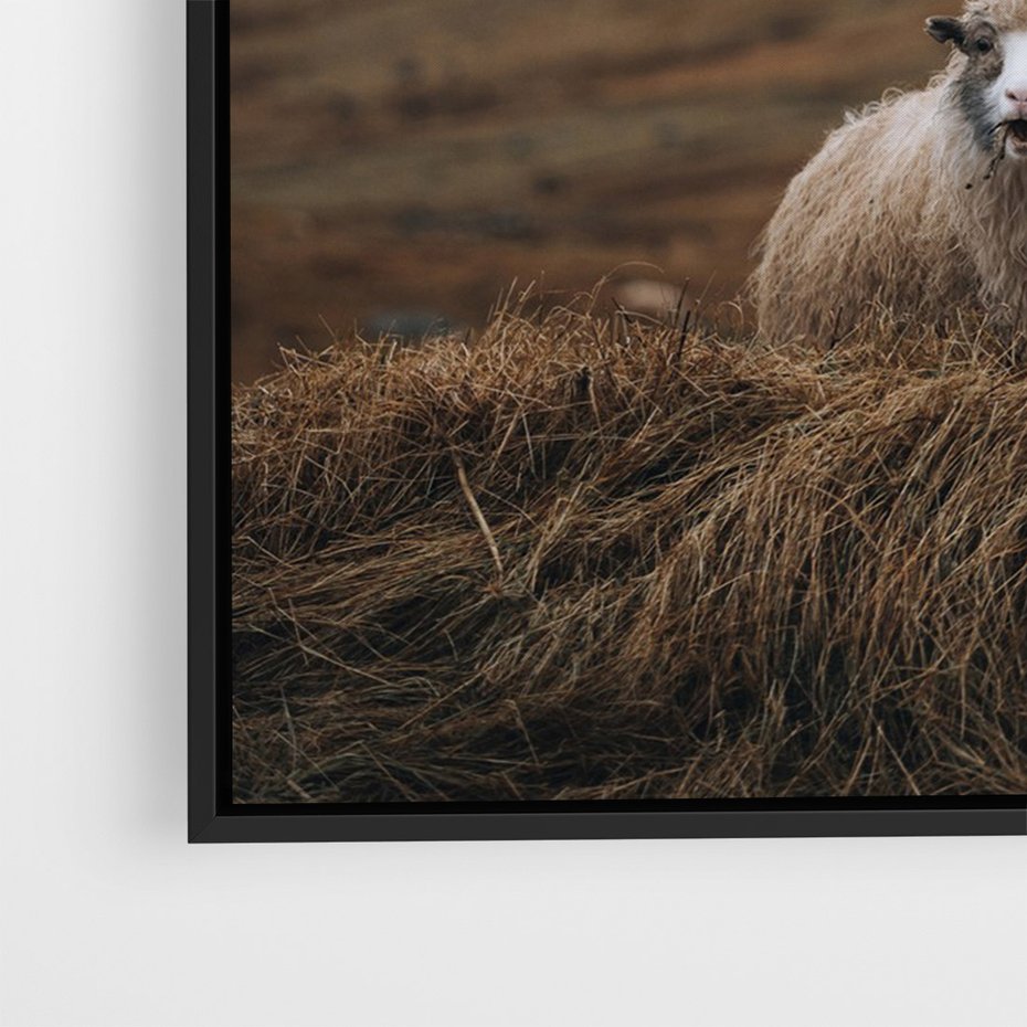 Obraz w ramie 50x70 - Owiecka panorama - góry, owca - rama czarna