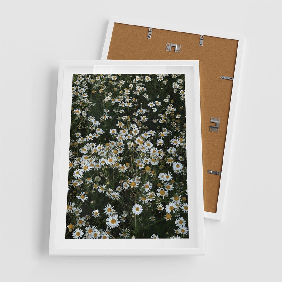 Plakat w ramie 50x70 - Stokrotkowa Idylla na Łące - łąka, stokrotki - rama biała