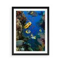Plakat w ramie 50x70 - Podwodne królestwo rafy koralowej - rafa, koralowa - rama czarna