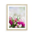 Plakat w ramie 40x50 - Tulipany w pełnym rozkwicie - tulipany, kwiaty - rama drewno