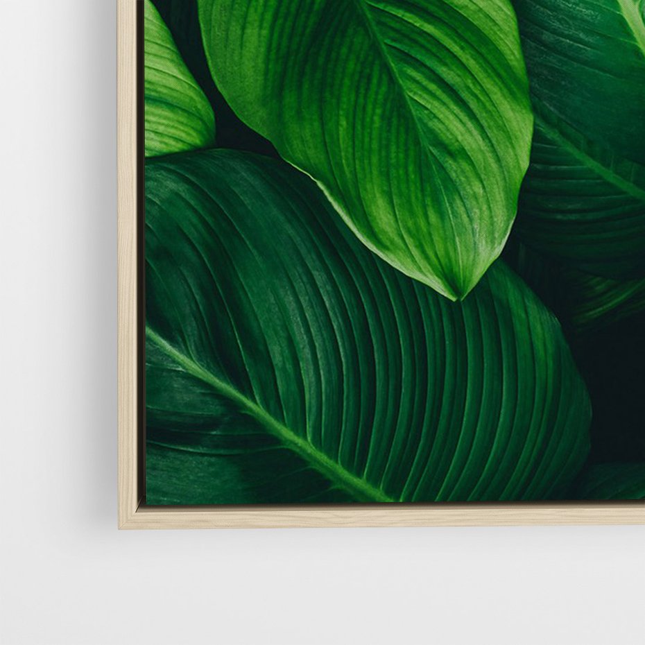 Obraz w ramie 50x70 - Palma Liście Kwiat - palma, liście - rama drewno