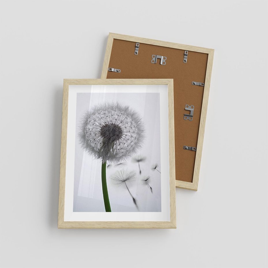 Plakat w ramie 30x40 - Lekkość Przemijania - dmuchawiec, makro - rama drewno