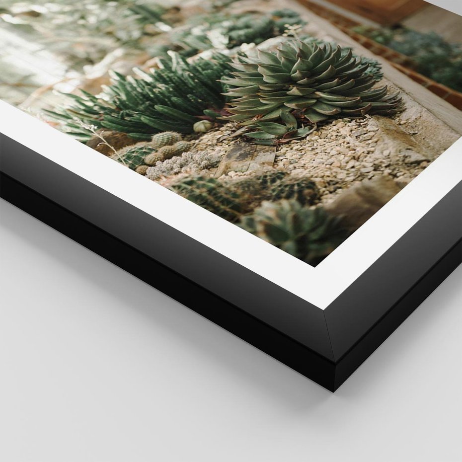 Plakat w ramie 50x70 - Sukulenty w Szklarni - sukulenty, w szklarni - rama czarna