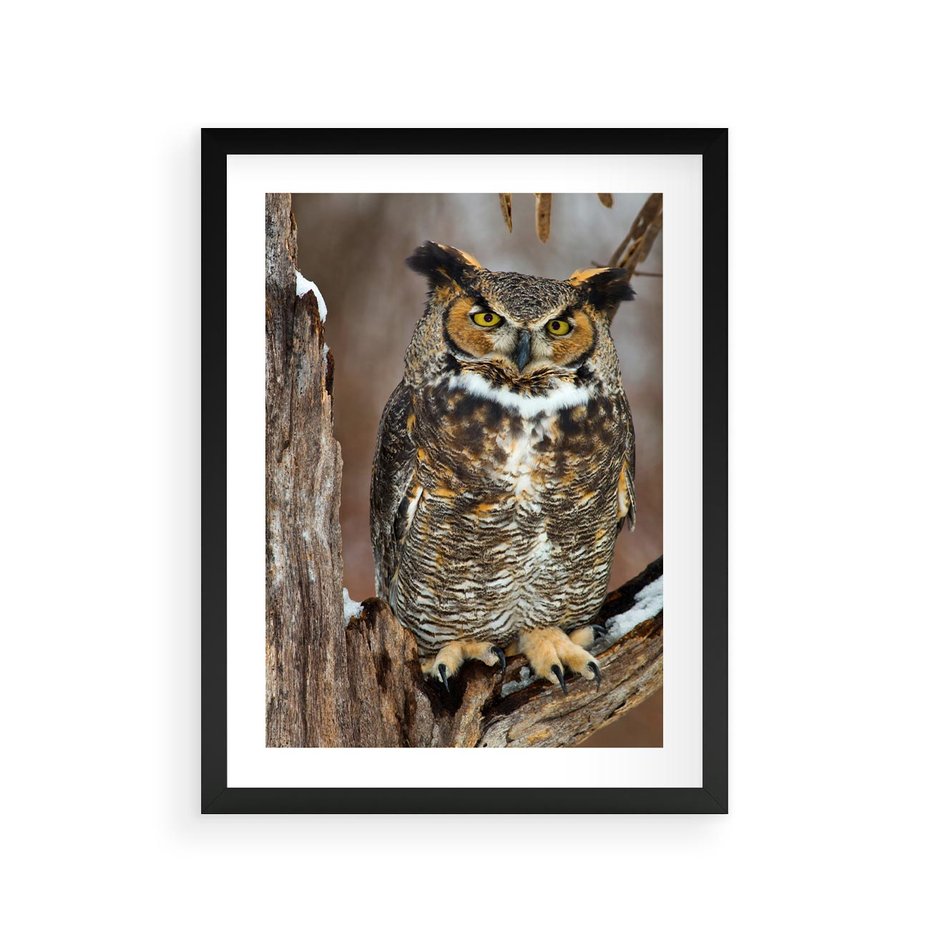 Plakat w ramie 30x40 - Tajemniczy Stróż - sowa, las - rama czarna
