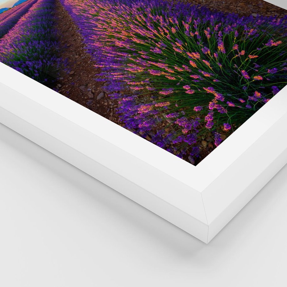 Plakat w ramie 30x40 - Fioletowa Magia - pole, lawendy - rama biała