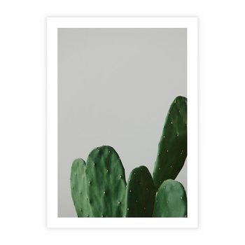 Plakat bez ramy 21x30 - Majestatyczne Wysokości - kaktusy, liście