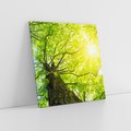 Obraz na płótnie 80x80 - Drzewo pod Słońcem: Łączność z Naturą - drzewo, słońce