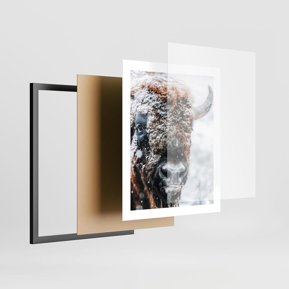 Plakat w ramie 40x50 - Żubr w Krainie Śniegu - żubr, zima - rama czarna