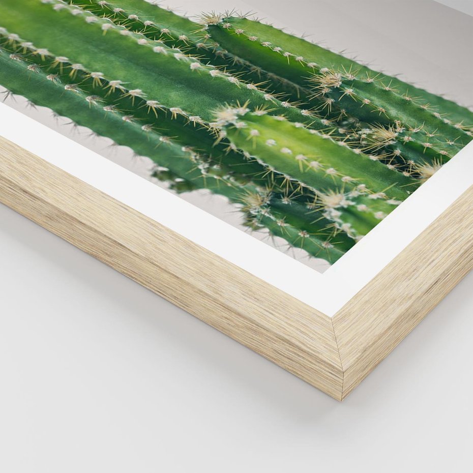 Plakat w ramie 50x70 - Minimalistyczne Kaktusy na Białym Tle - kaktusy, minimalistyczna fotografia - rama drewno