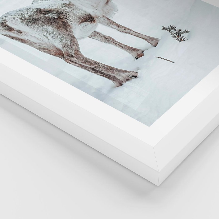 Plakat w ramie 50x70 - Magia Świąt - renifer na śniegu, śnieg - rama biała