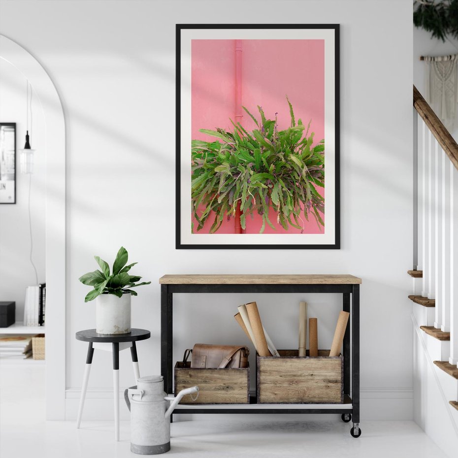 Plakat w ramie 50x70 - Fotografia Rośliny z Różowym Tłem - fotografia, zielona roślina na tle różwj ściany - rama czarna